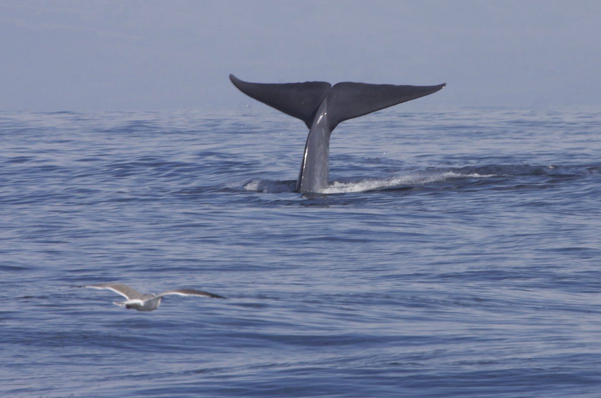 4 Things to Know About Blue Whales - Ocean Conservancy