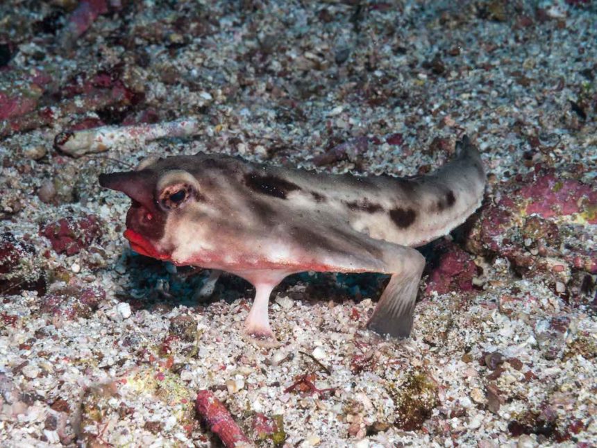 Why Do Red-Lipped Batfish Have Red Lips? - Ocean Conservancy