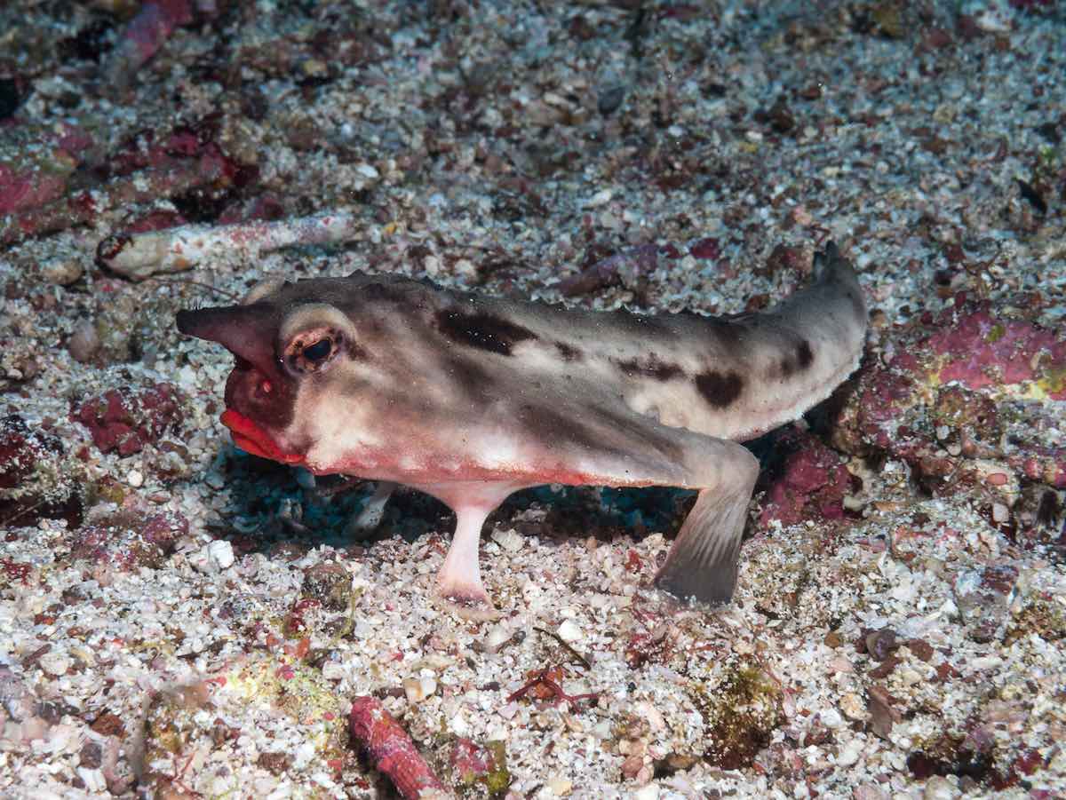 red lipped batfish