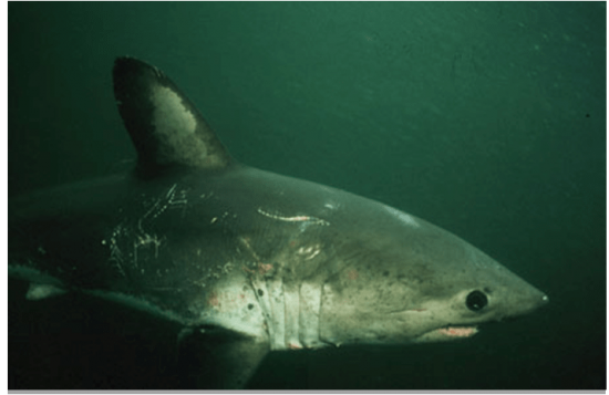 4 Fish that Live in the Arctic - Ocean Conservancy