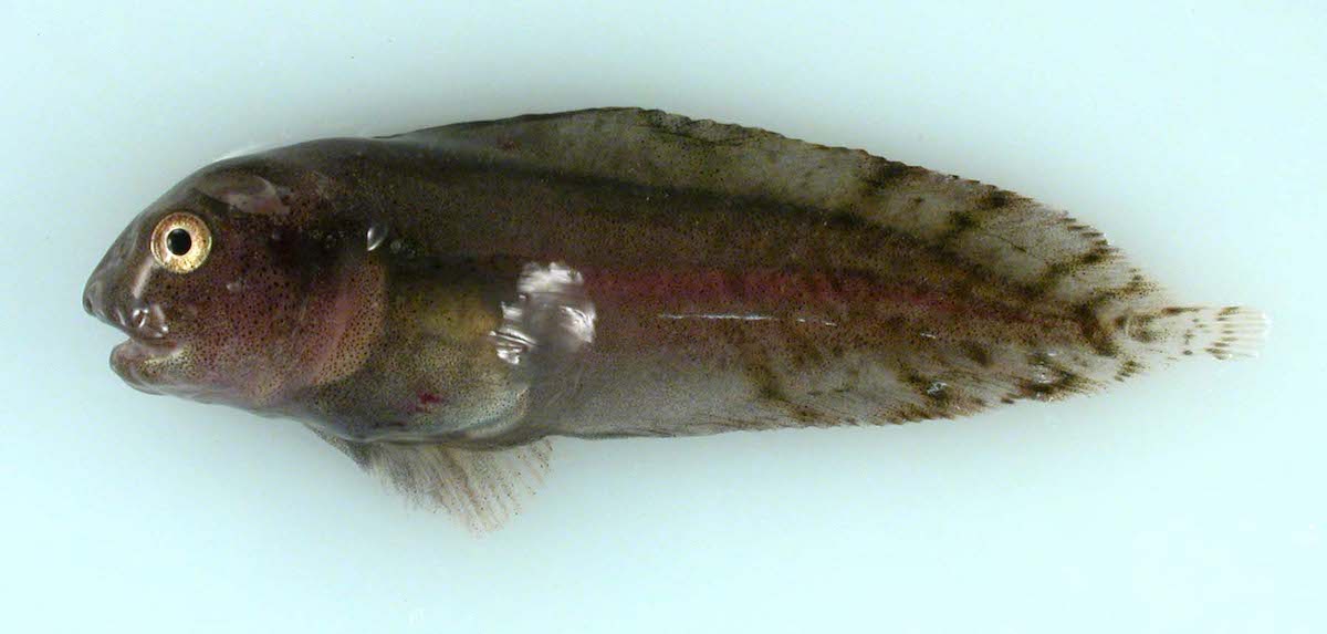 4 Fish That Live In The Arctic Ocean Conservancy   GelatinousSeasnailsm 