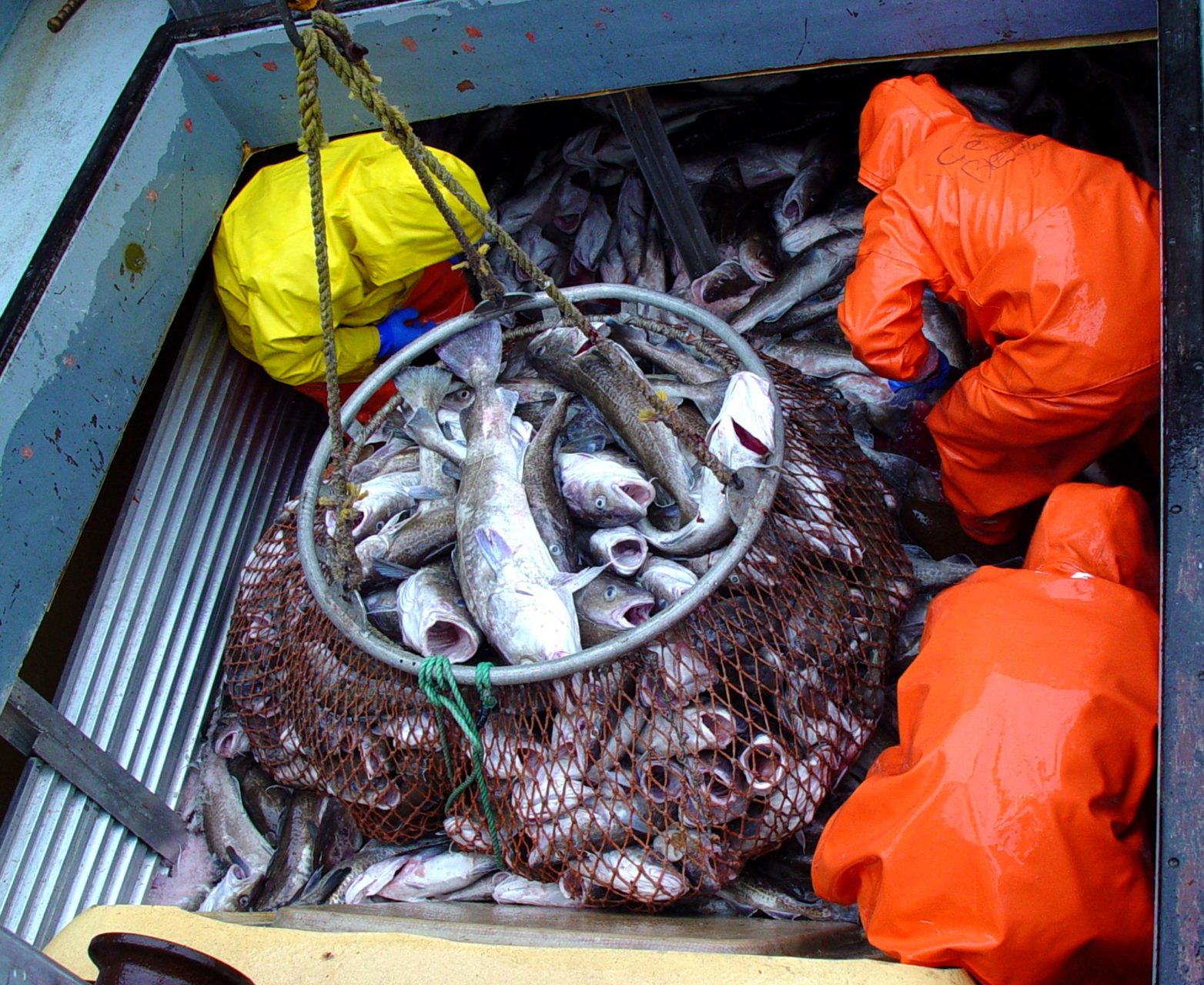 Gulf of Alaska pacific cod haul aboard the F/V Mythos