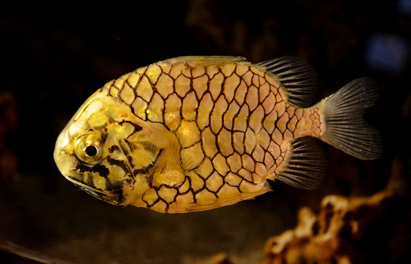 7 Species Ready for the Holiday SEAson - Ocean Conservancy