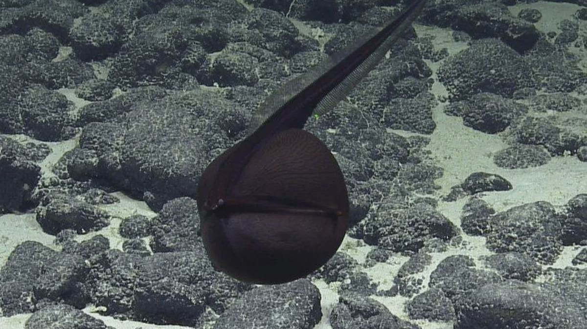 What Eats A Gulper Eel