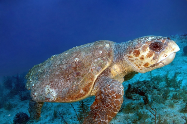 shutterstock_1799514_loggerhead
