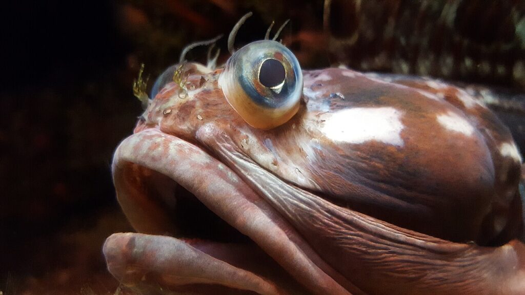 Sarcastic Fringehead