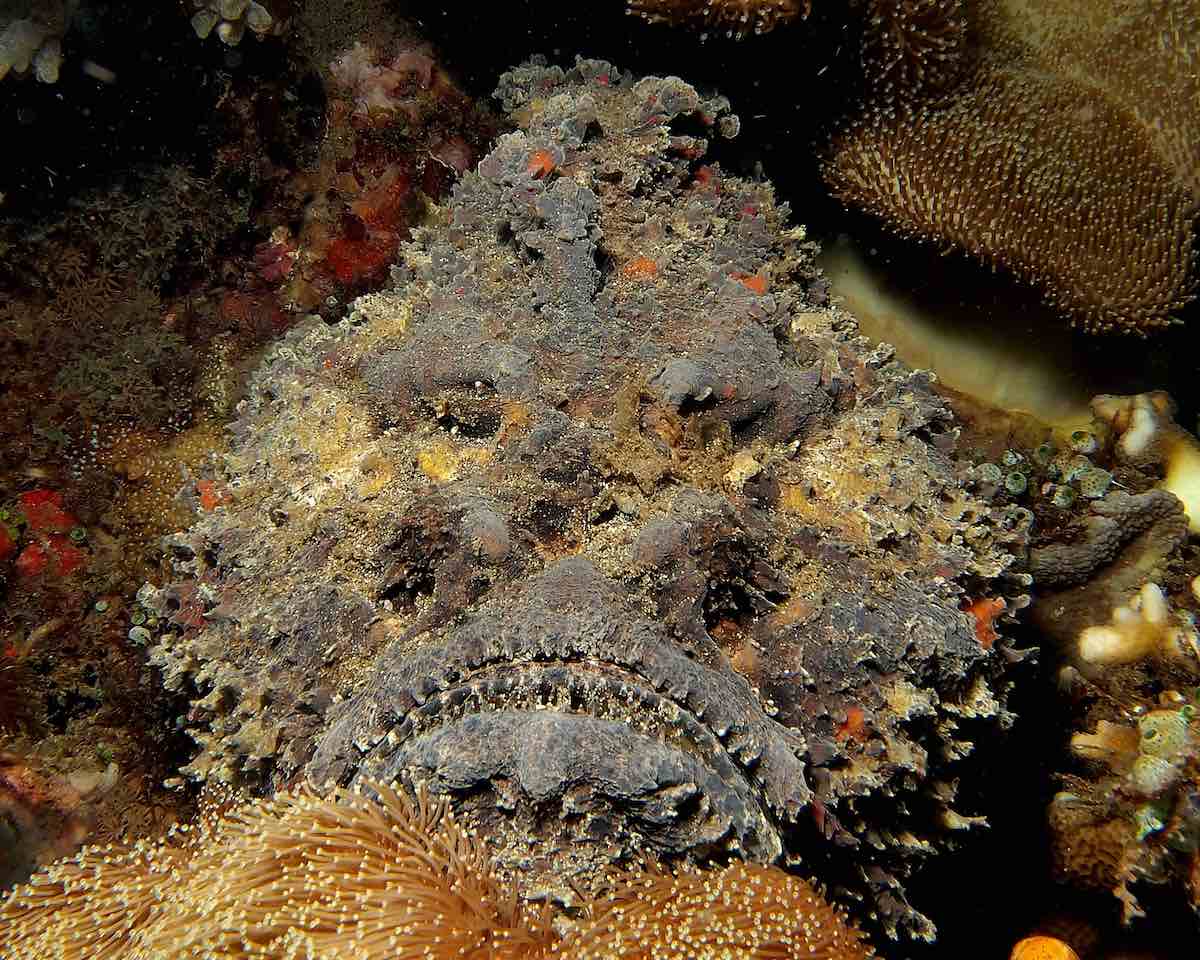 stonefish spines