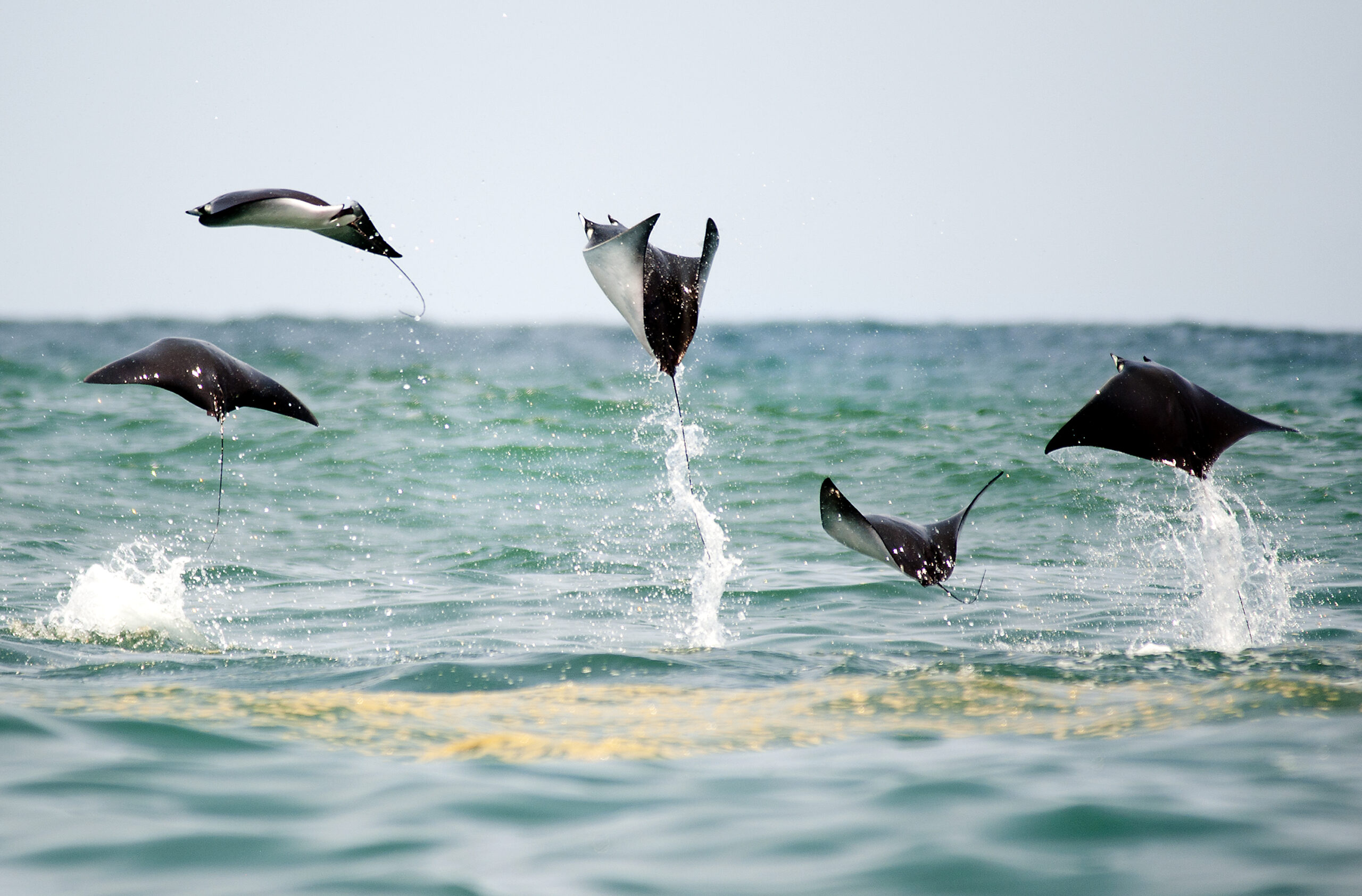 Aaron Goulding - Mobula Rays