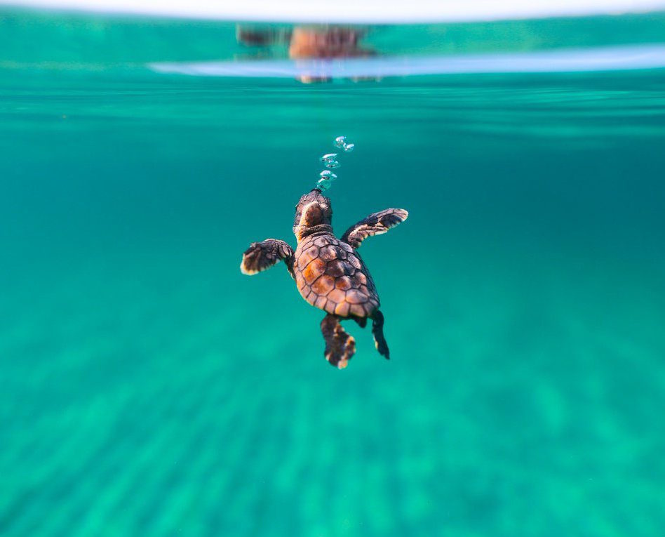 Ben-Hicks-Loggerhead-1200x800