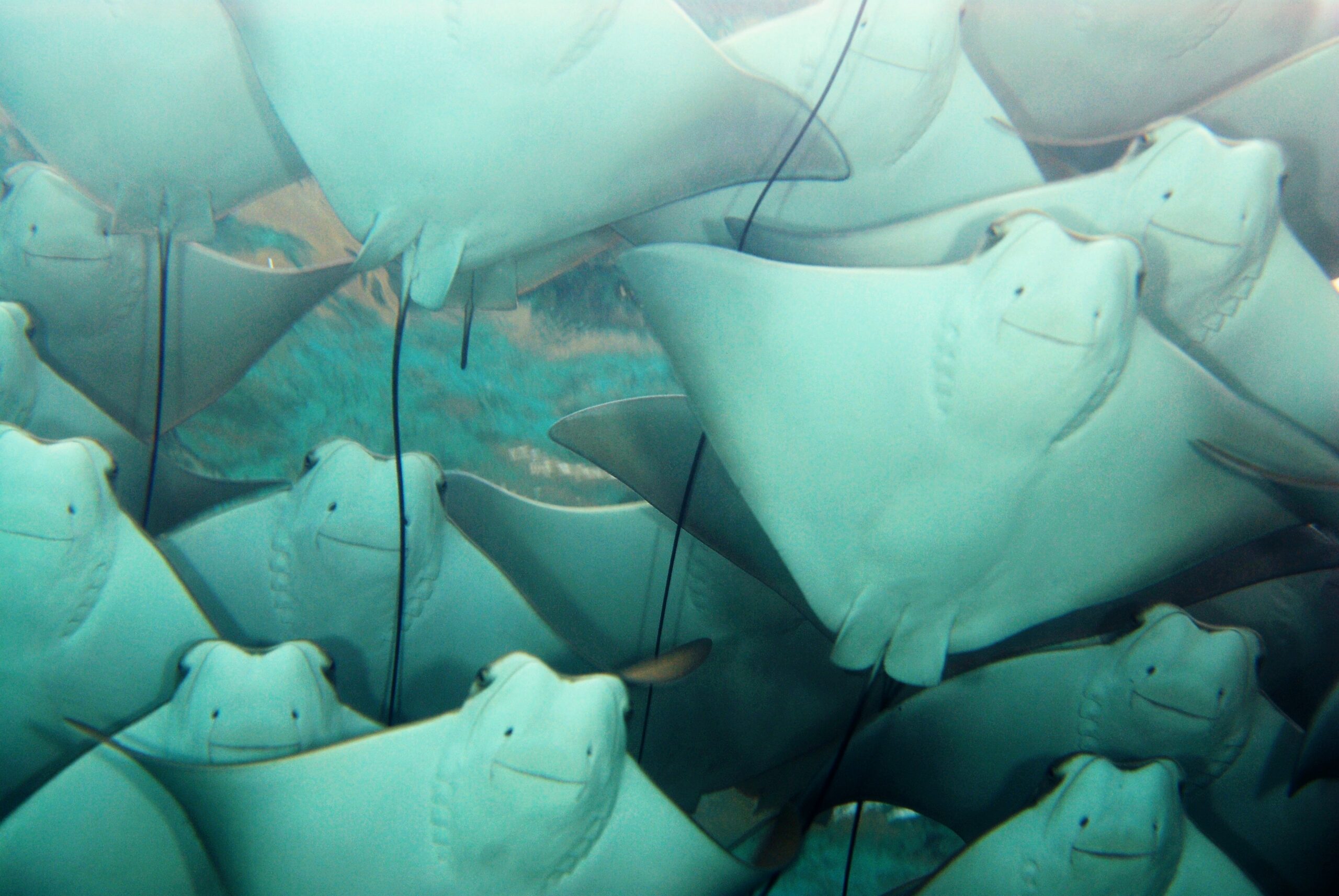 Cownose Rays
