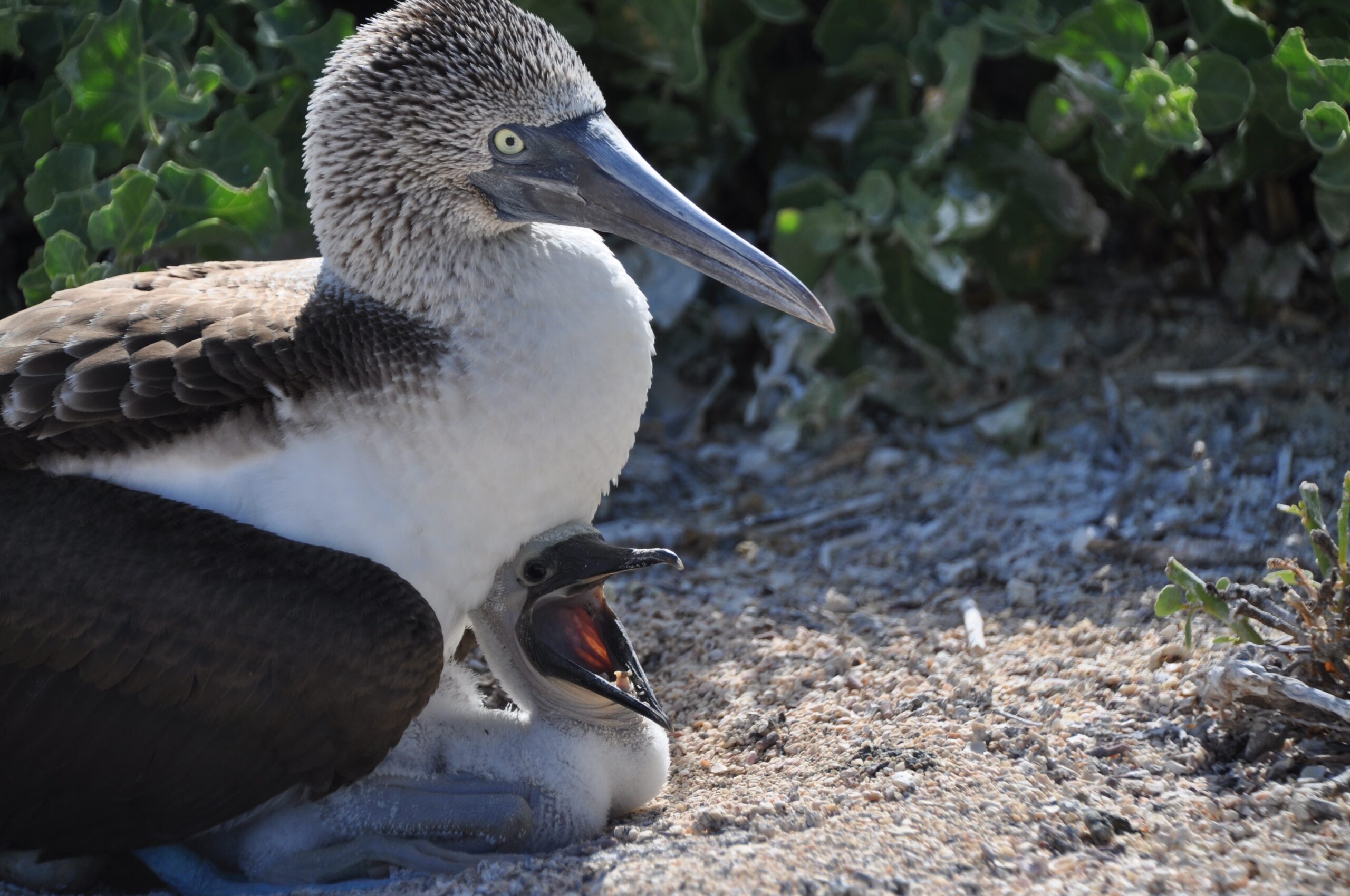 Galapagos Blue Footed Booby Joan Glatman