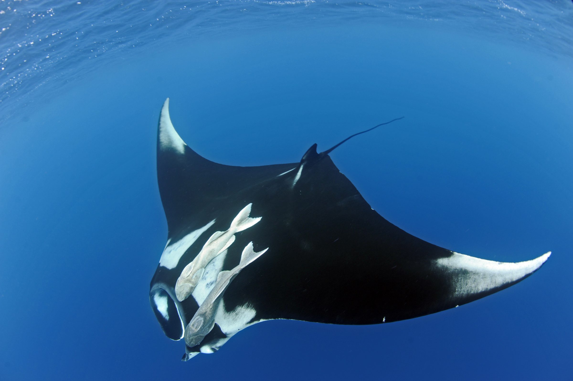 giant oceanic manta ray eye