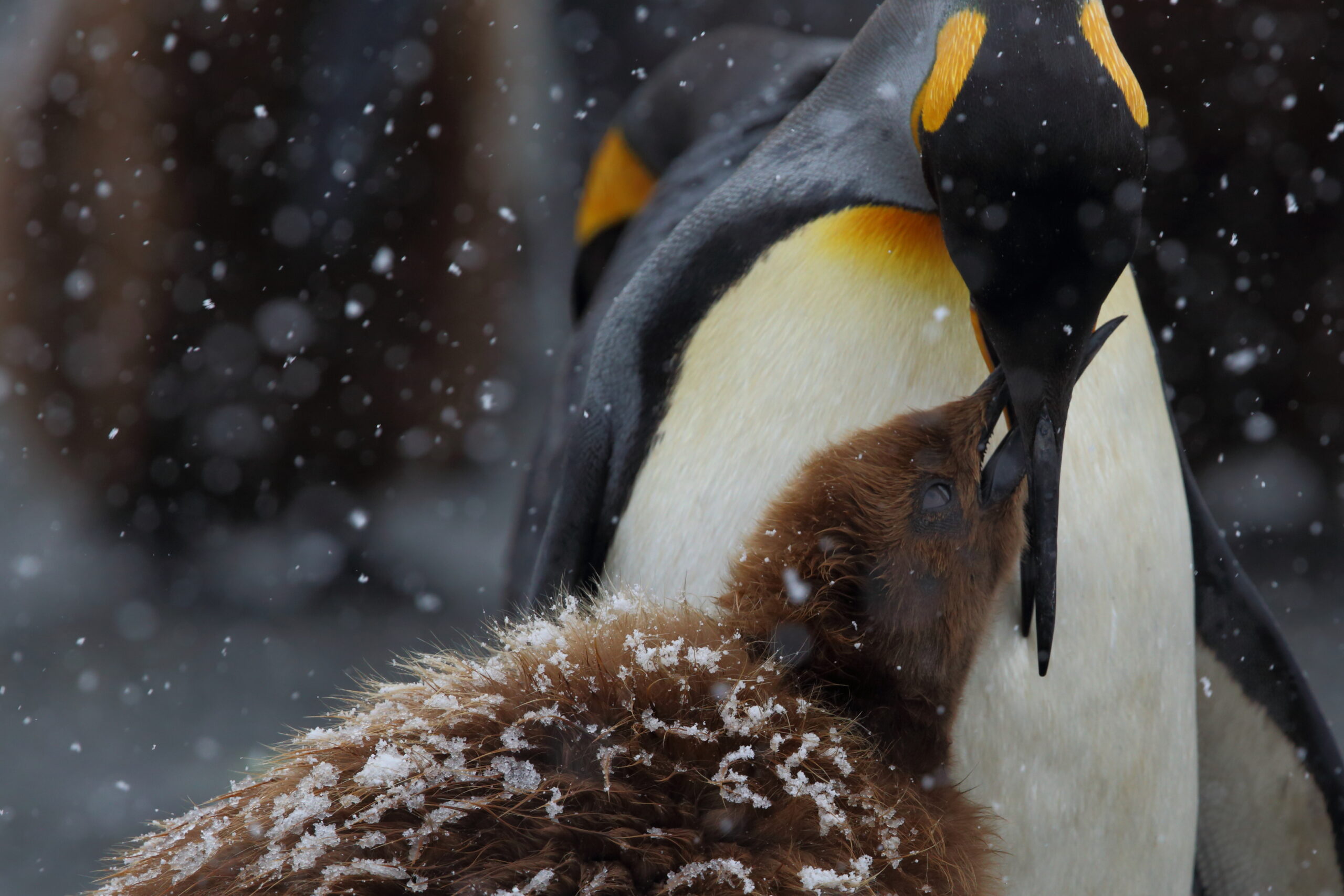 King Penguin Marian Herz