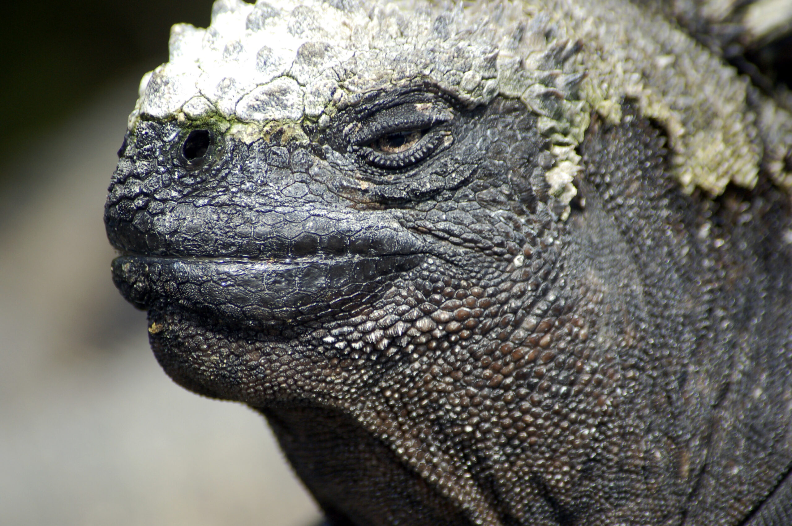 Meet the Ocean Salt Baes: Marine Iguanas - Ocean Conservancy