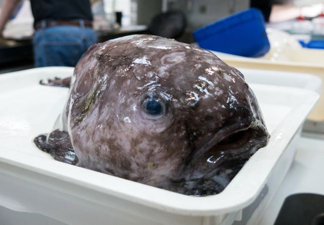 Transparent Sea Blob-Fish Discovered by Scientists- Reform Austin