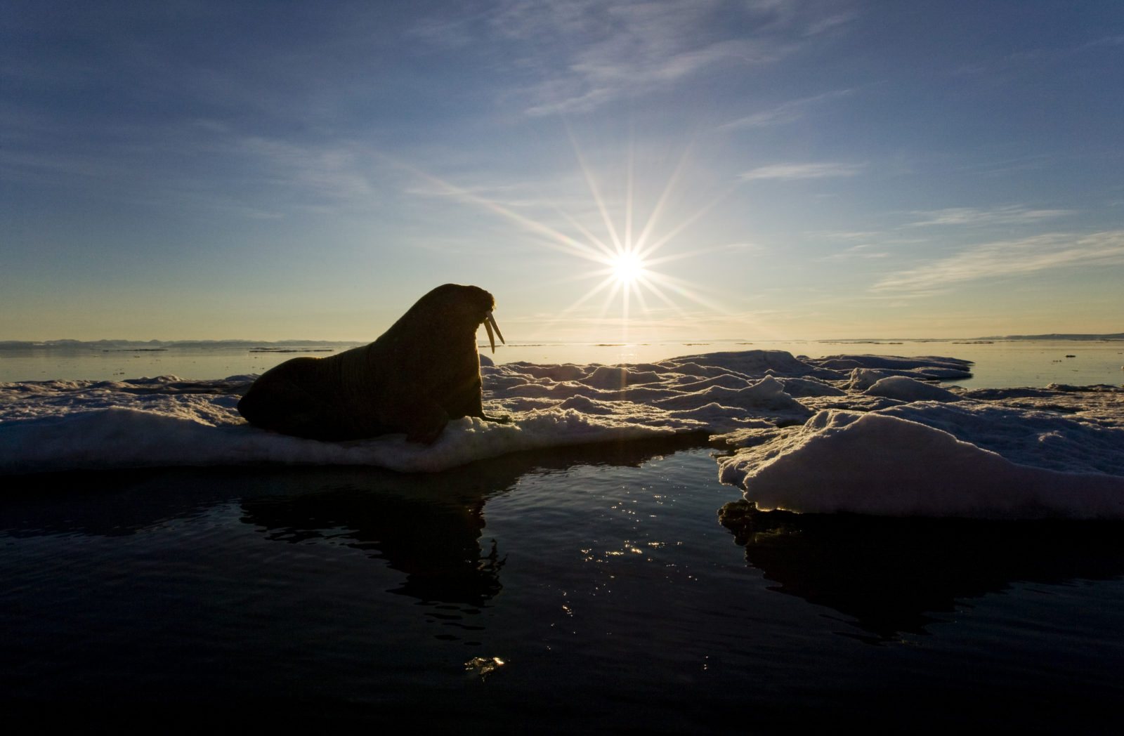 Walrus on Iceberg, Svalbard, Norway