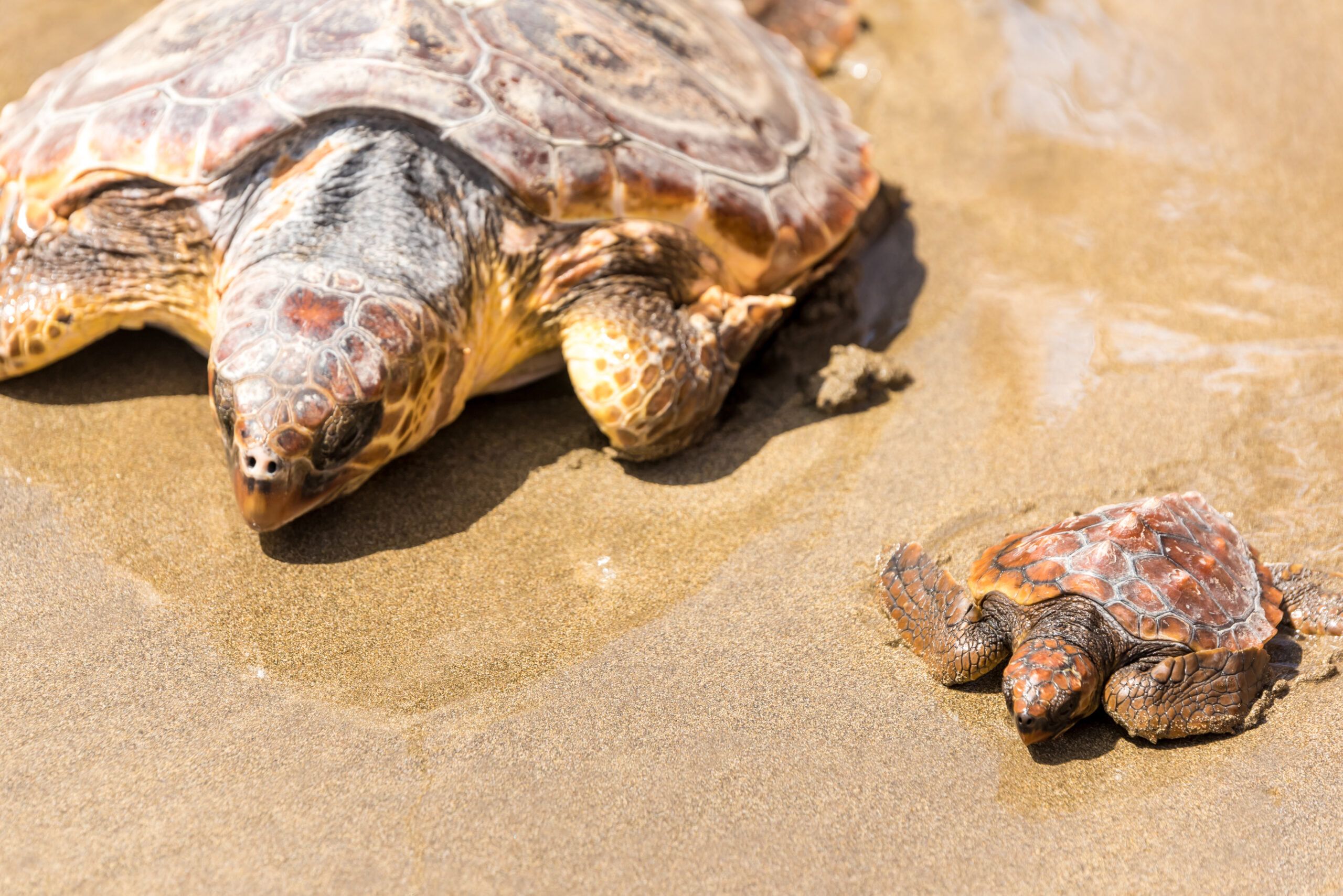 Turtle Baby on beach