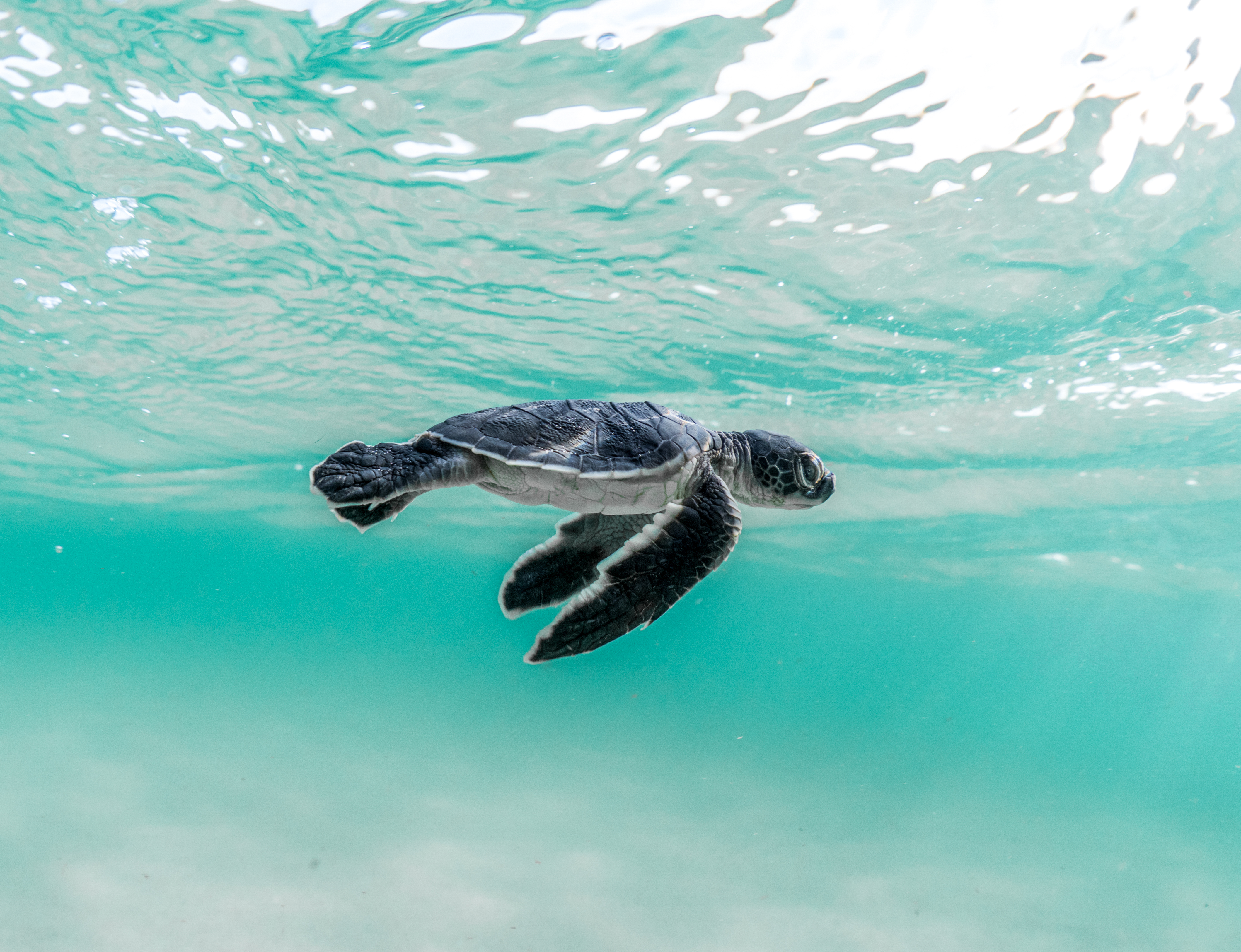 green sea turtle - muscat, oman - morgan bennett-smith