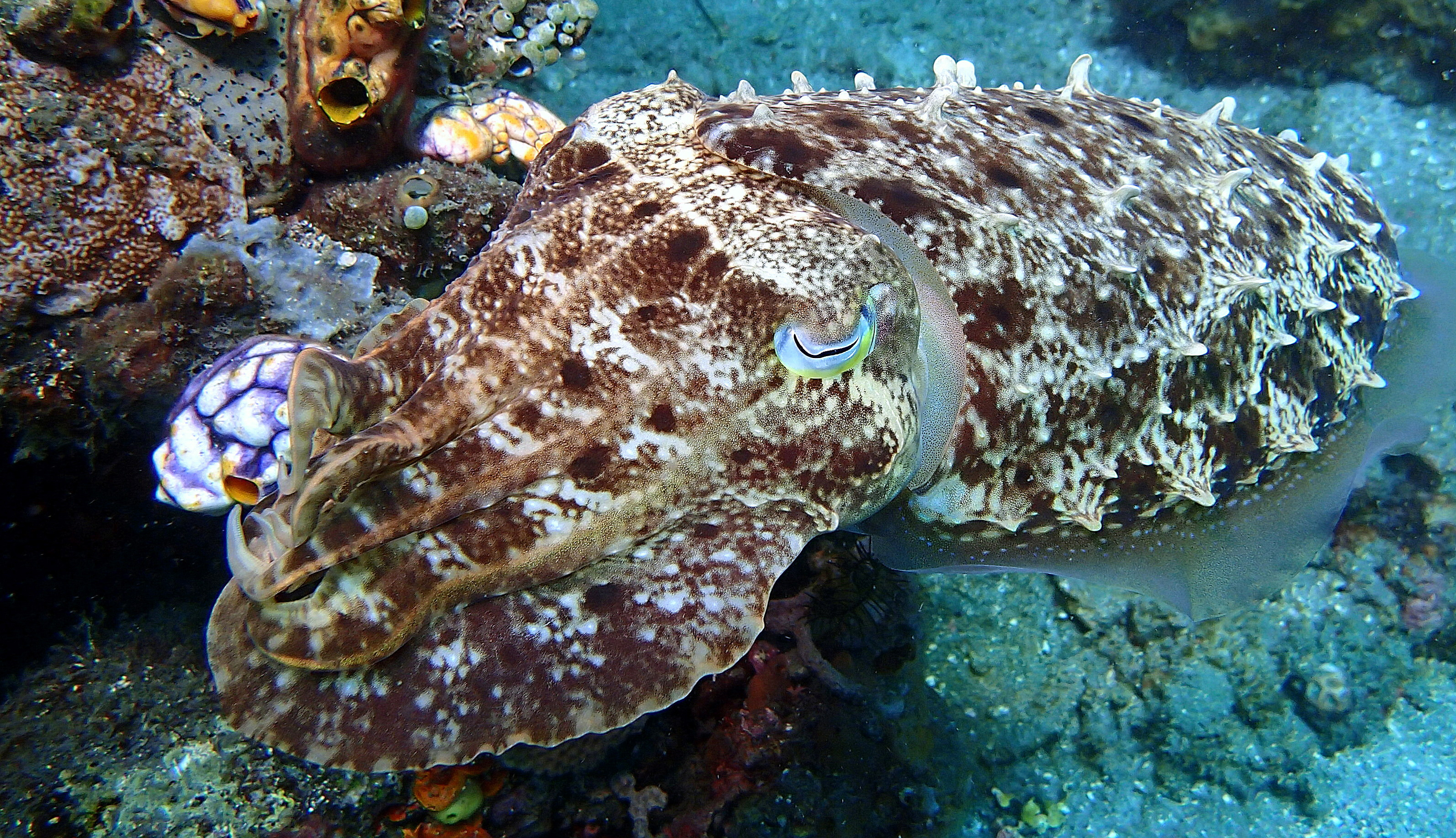 Blue eyed cuttlefish