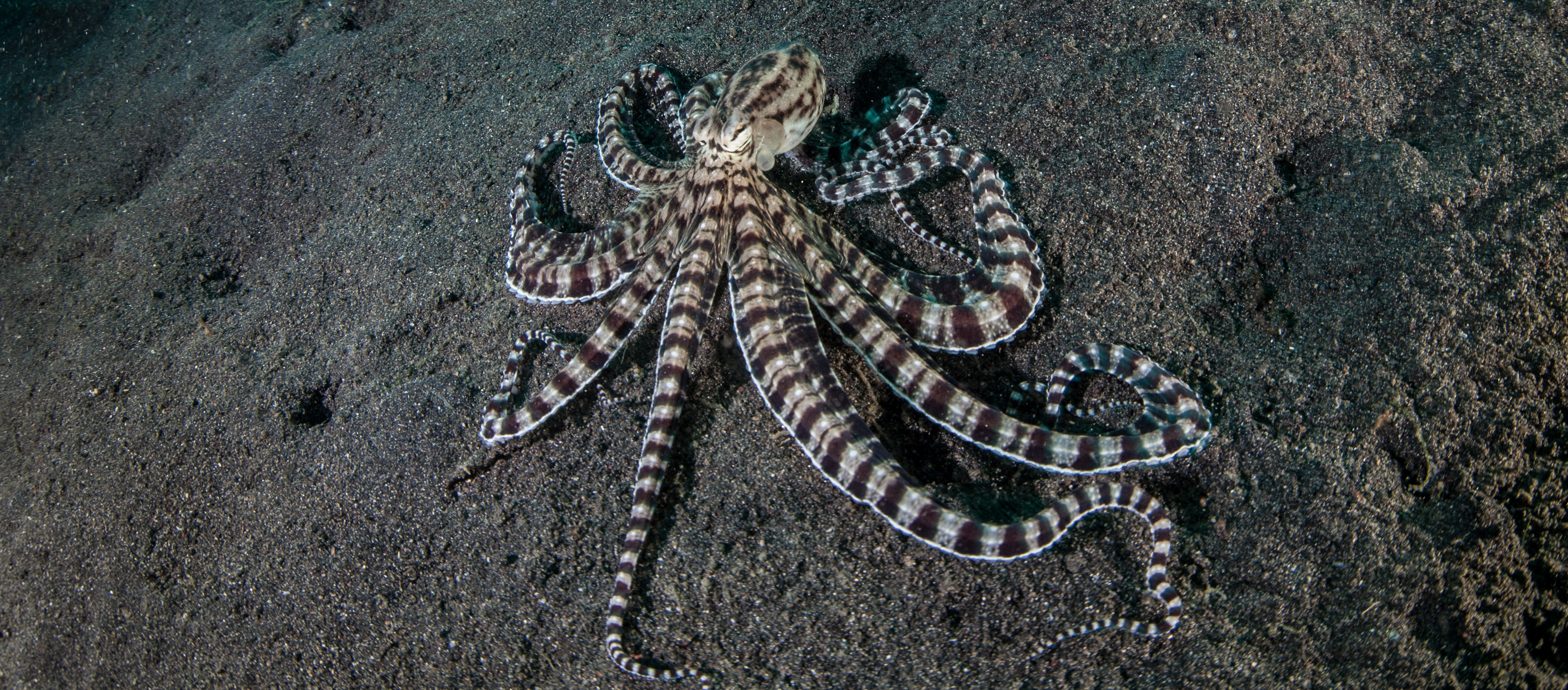Mimic Octopus