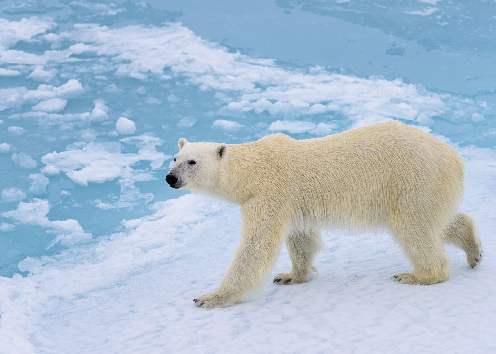 Why Do Polar Bears Have White Fur? - Ocean Conservancy