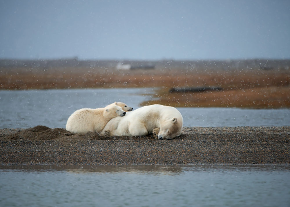 Why Do Polar Bears Have White Fur? - Ocean Conservancy