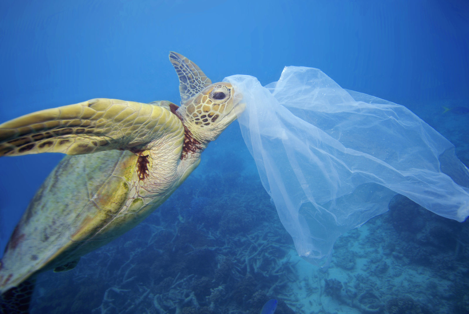 Congress’ Ambitious New Plan to Fight Ocean Plastic Pollution