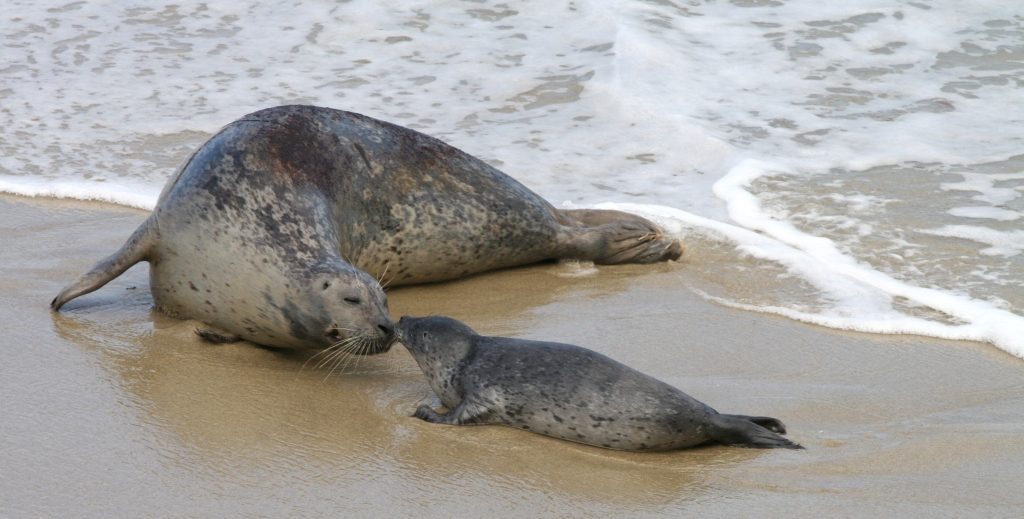 Seals