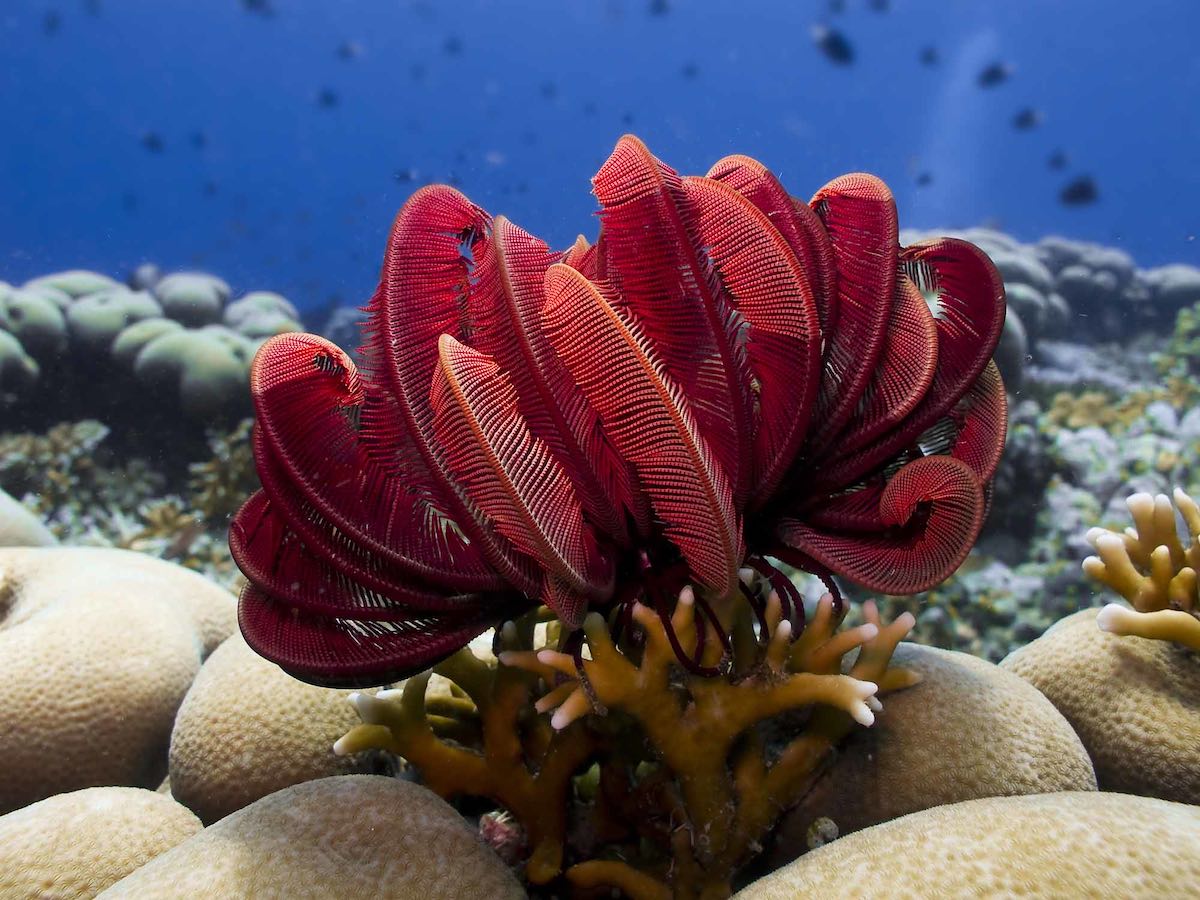 Feather Stars are Here to Swim into Your Heart - Ocean Conservancy