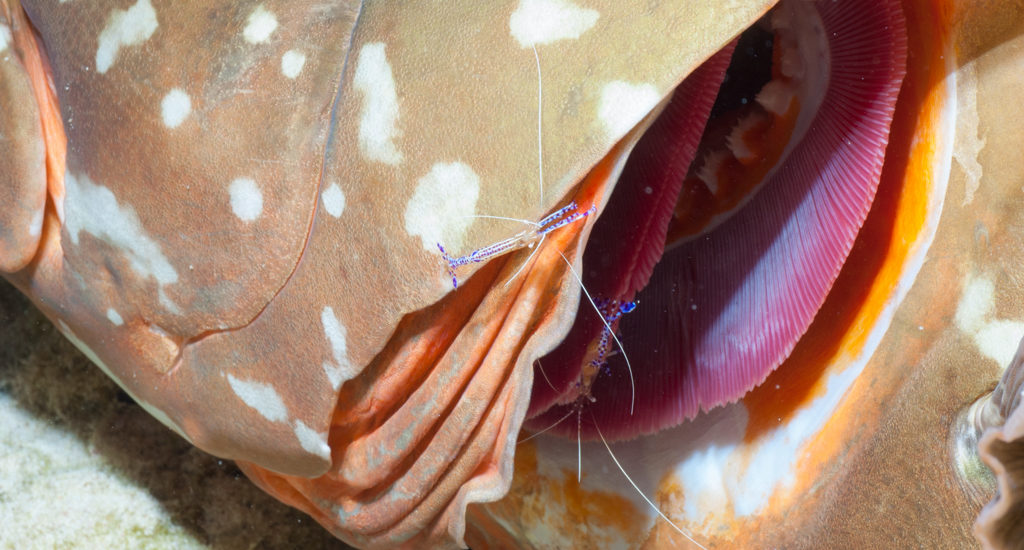 Cleaner shrimp in Grouper Gill