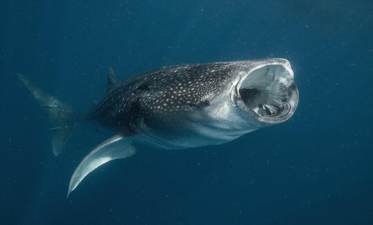 WHALE SHARK definição e significado