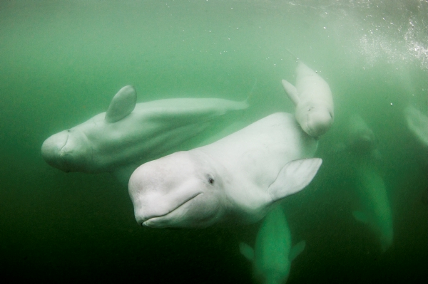 Wildlife Fact Sheets: Beluga Whale - Ocean Conservancy