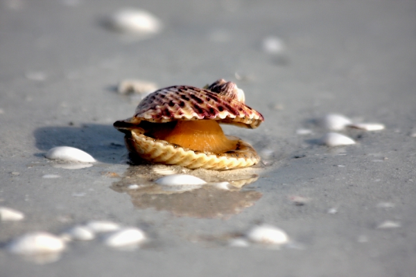 wildlife-fact-sheets-sea-scallop-ocean-conservancy