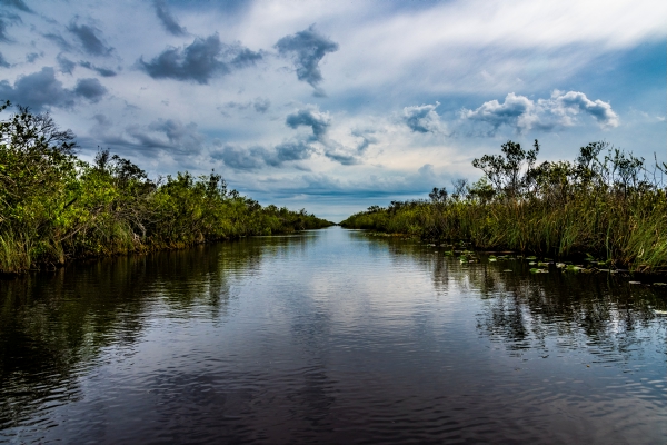 Image of the Everglades in Miami, Florida.