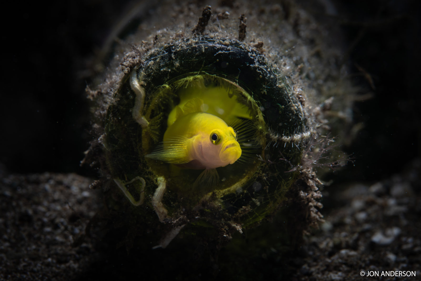 20180413_goby_9714 copy