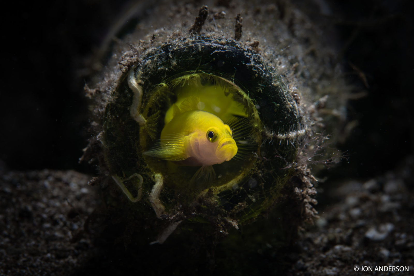20180413_goby_9714 copy