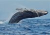 Beautiful image of humpback whale breaching in the waters off the coast of Hawaiii.