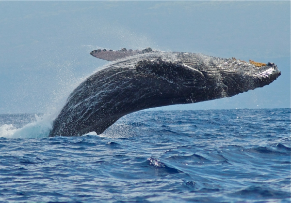 baby humpback whale breaching