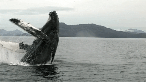 Image animée d'une baleine à bosse en train d'effectuer un saut