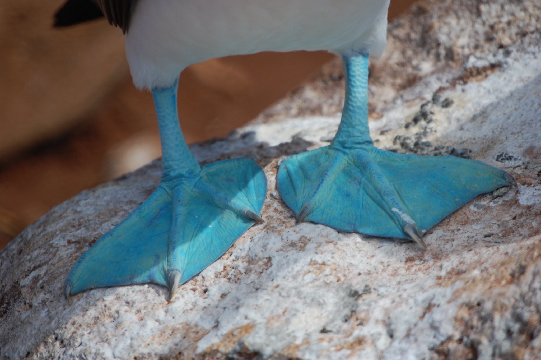 Beautiful Blue-footed Booby bird pair walking together Stock Photo