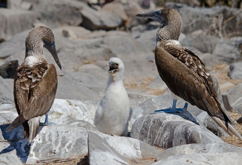 Wait...What’s a Blue-Footed Booby? - Ocean Conservancy