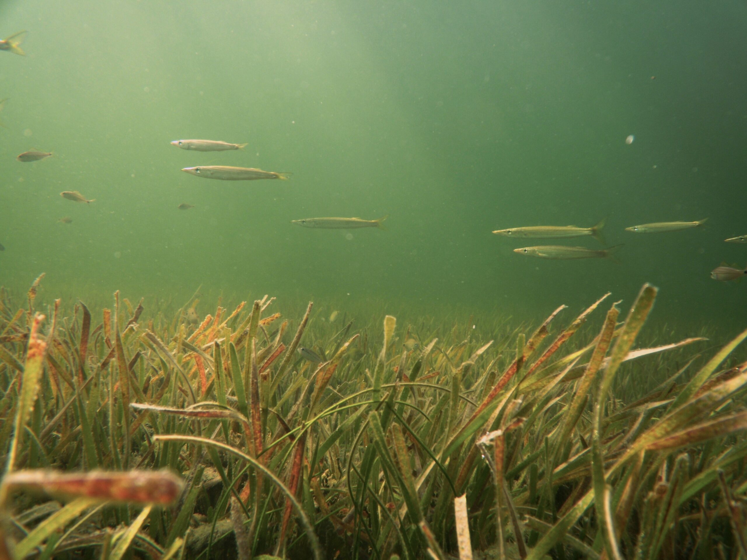 Sphyraena spp in Seagrass KeithKolasaSept2013HernandoCounty