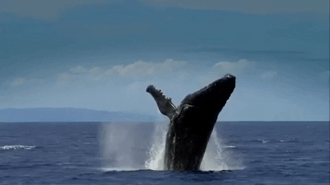 baleine à bosse sautant 1