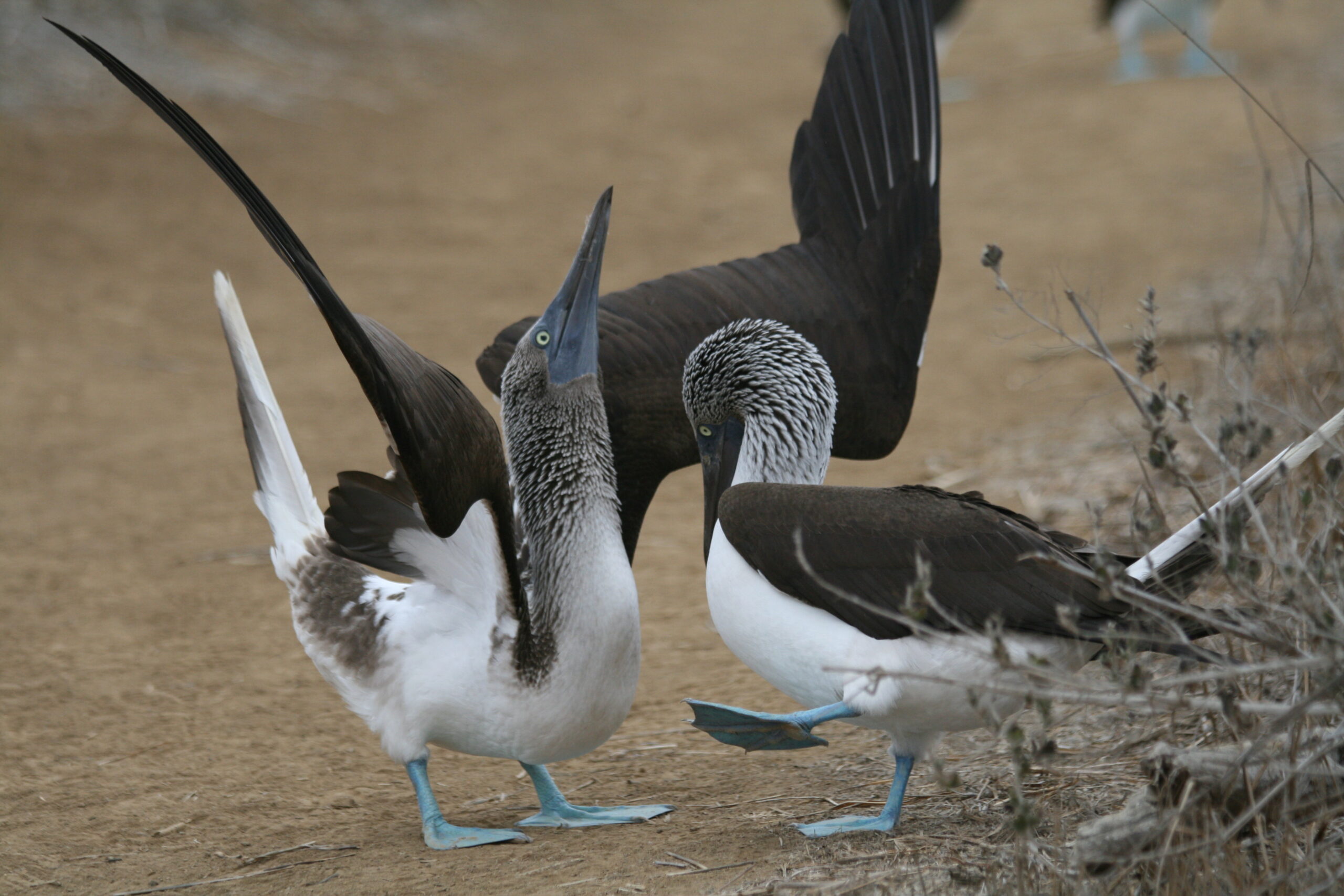 nora lewis blue footed booby