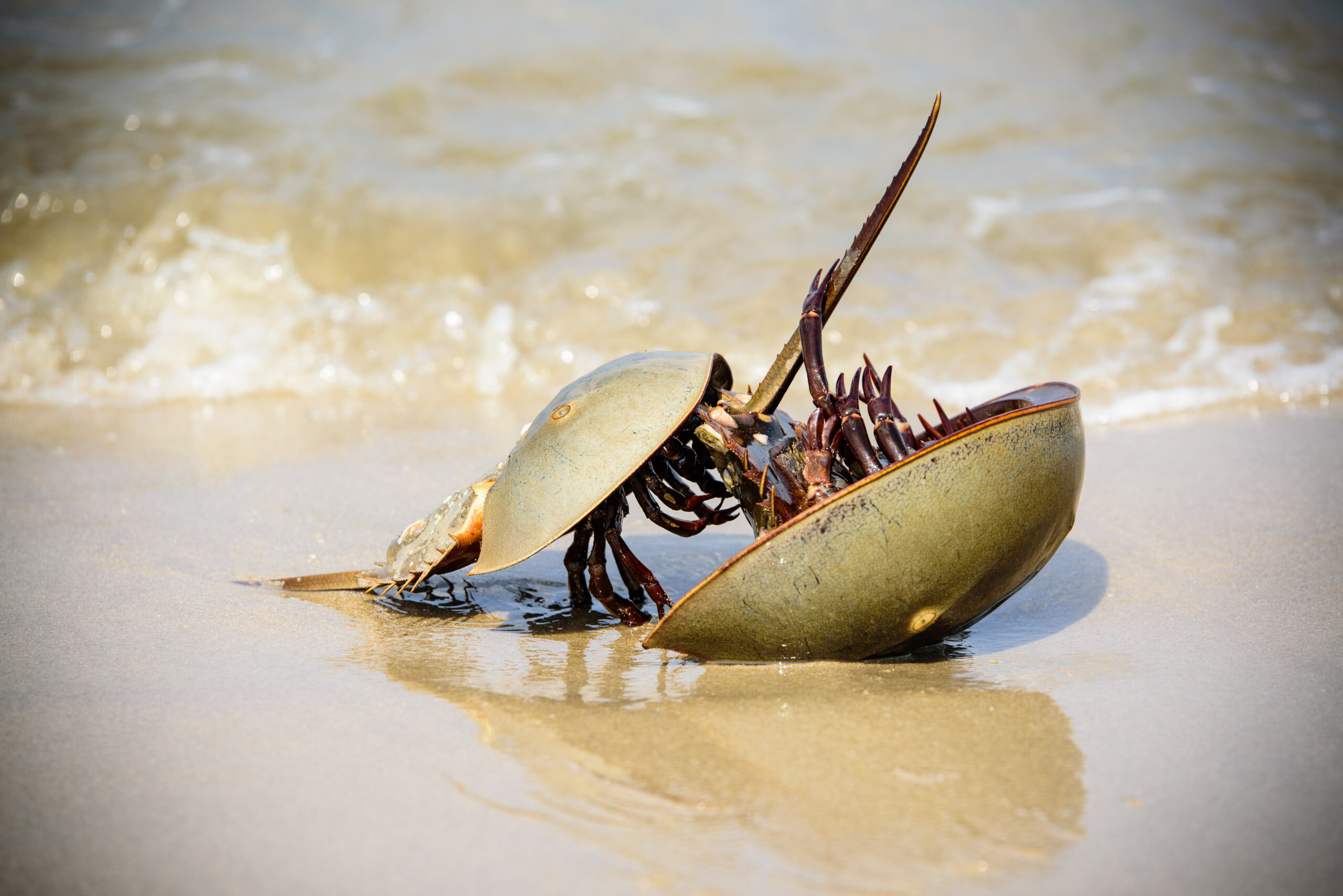 Horseshoe Crab Lifespan