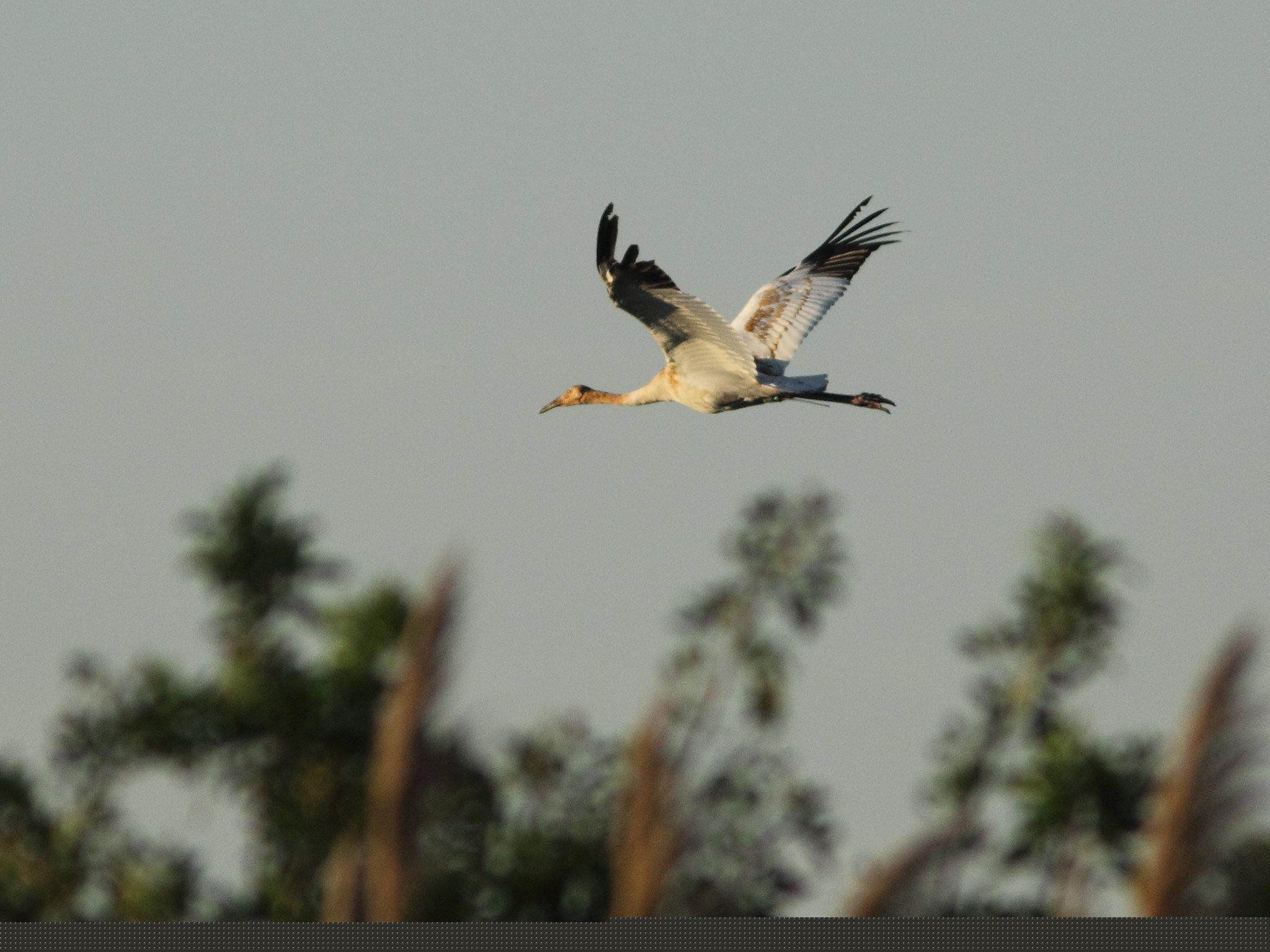 Kenneth Cole Schneider