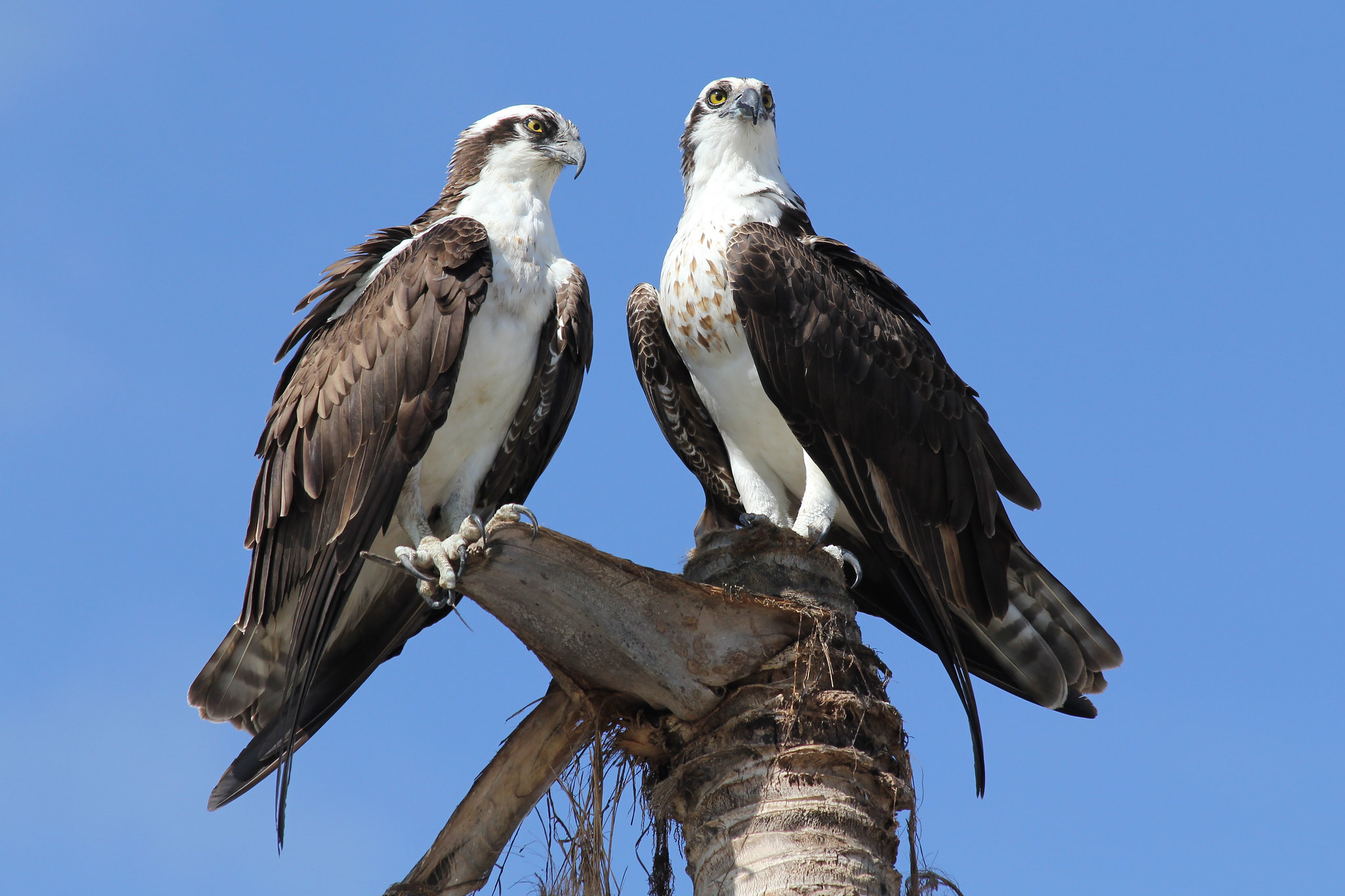 Osprey Allen McGregor