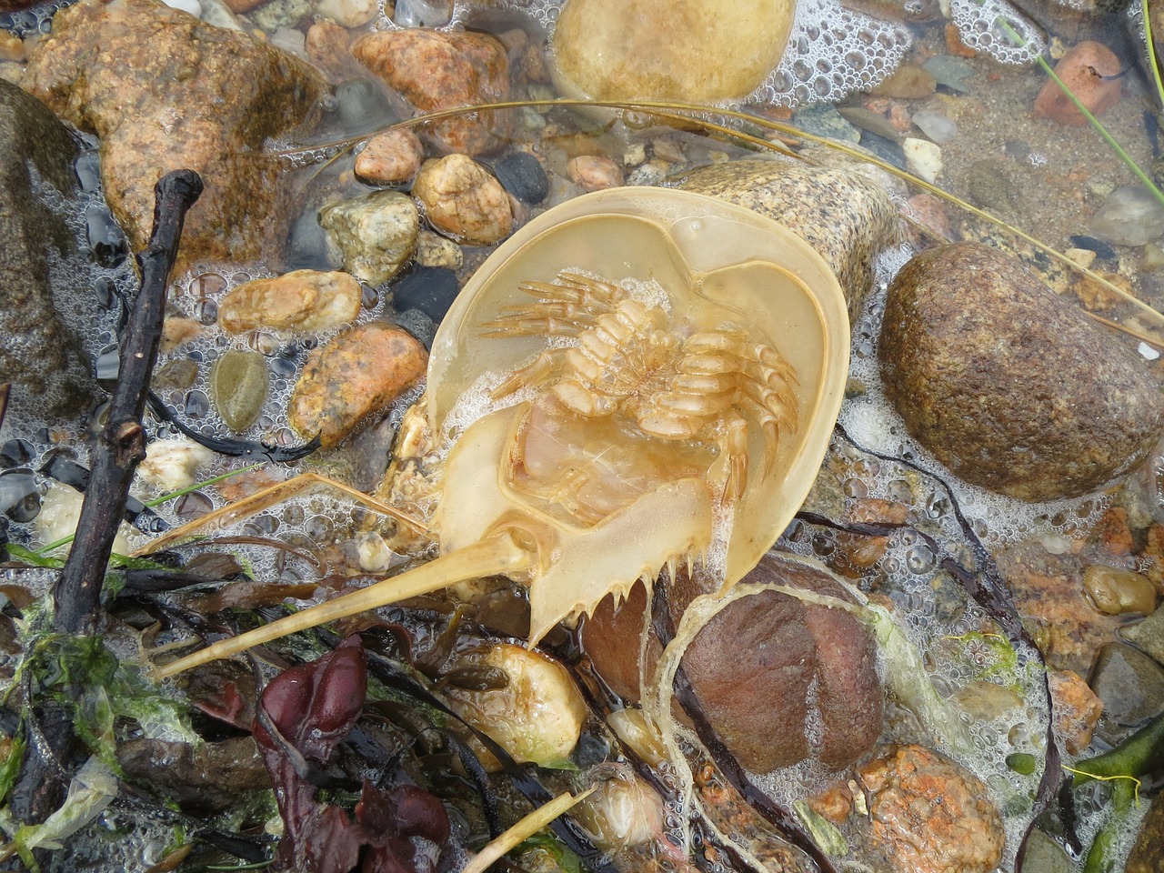 exoskeleton 1