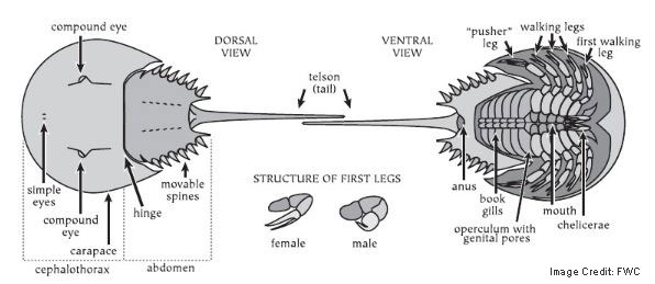 horseshoe-crab-anatomy-usf