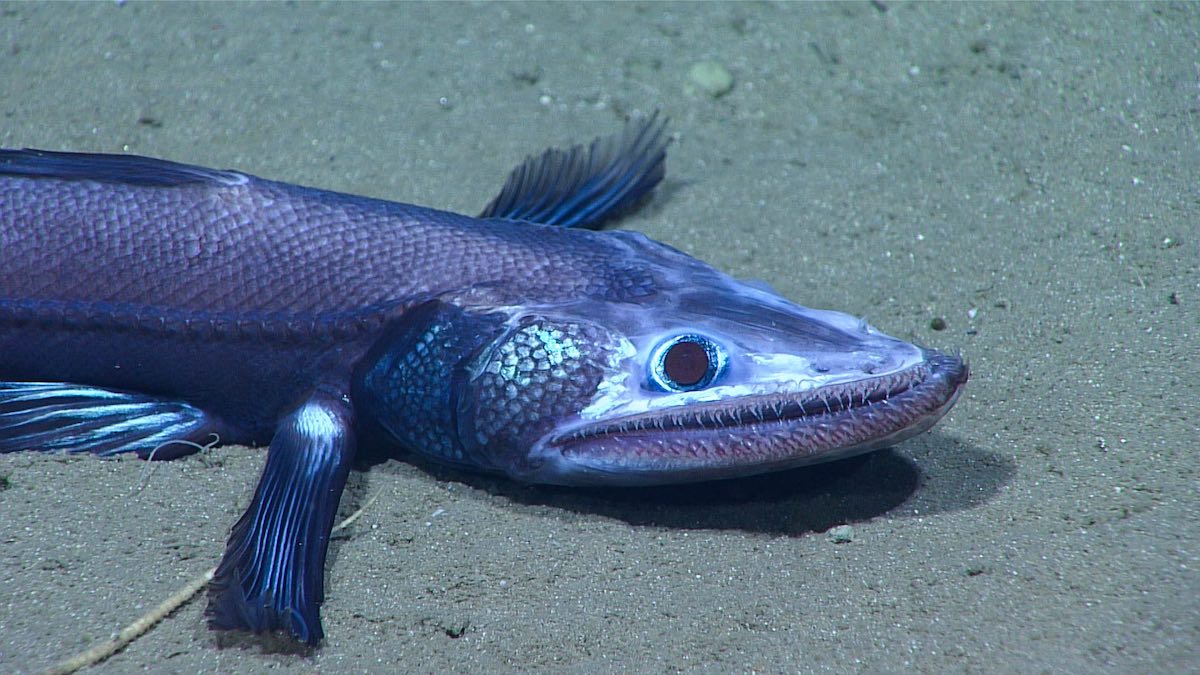 Smiling Lizard Fish